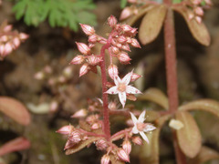 Sedum cepaea