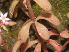 Sedum cepaea