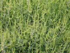 Sclerolaena muricata muricata