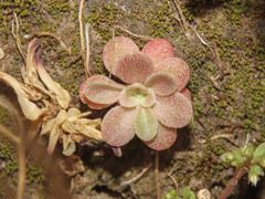 Sedum cepaea