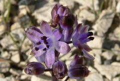 Scilla morrisii