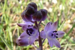 Scilla morrisii