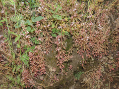 Sedum cepaea