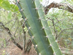 Cereus hankeanus