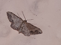 Idaea efflorata