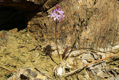 Scilla morrisii