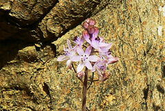 Scilla morrisii