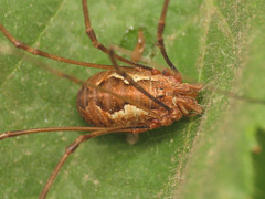 Dasylobus argentatus