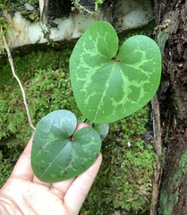 Hexastylis shuttleworthii