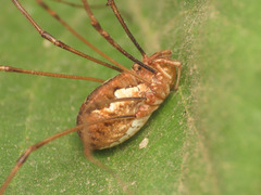 Dasylobus argentatus