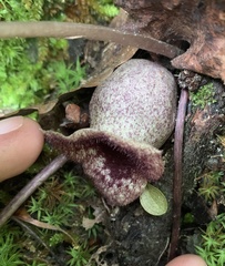 Hexastylis shuttleworthii