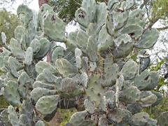 Opuntia quimilo