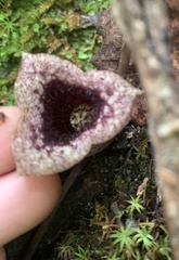 Hexastylis shuttleworthii