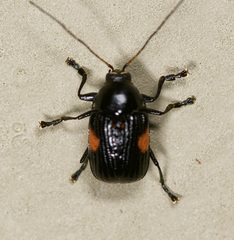 Bassareus