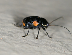 Bassareus