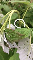 Oberea perspicillata