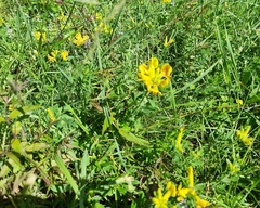 Chamaecytisus supinus