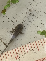 Ambystoma macrodactylum