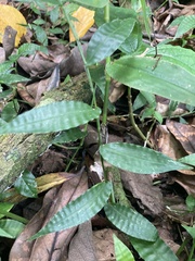 Ichnanthus pallens