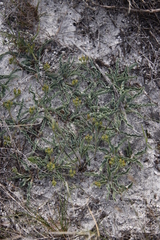 Euphorbia tuberosa
