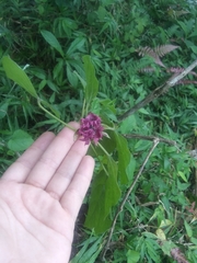 Clerodendrum chinense