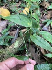 Ichnanthus pallens