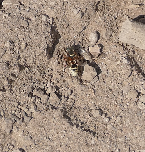 Hoplisoides nebulosus