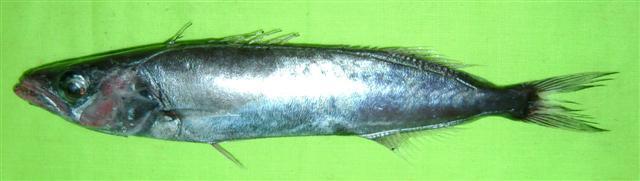 Sackfish