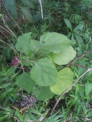 Clerodendrum chinense