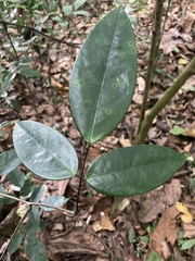 Rourea surinamensis
