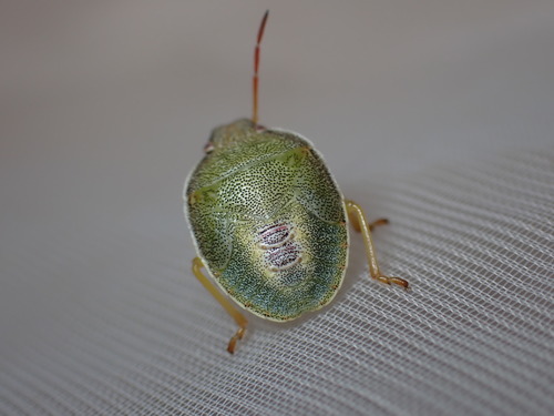 Gorse Shield Bug