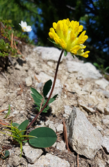 Anthyllis vulneraria alpestris