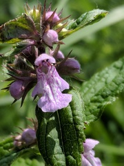 Stachys hispida