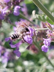 Megachile ericetorum