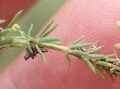 Galium capense capense