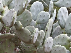 Opuntia quimilo