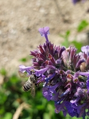 Megachile ericetorum