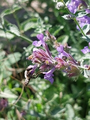 Megachile ericetorum