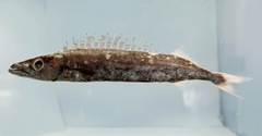 Roudi Escolar photo 3
