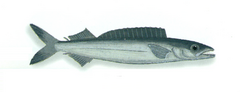 Roudi Escolar photo 4