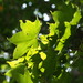 Acer pictum - Photo (c) harum.koh, μερικά δικαιώματα διατηρούνται (CC BY-SA)
