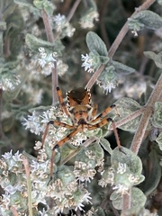 Rhynocoris punctiventris