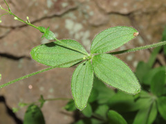 Galium scabrum