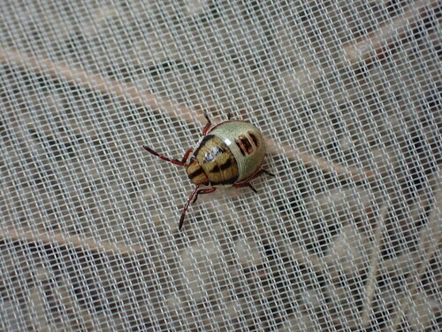 Gorse Shield Bug