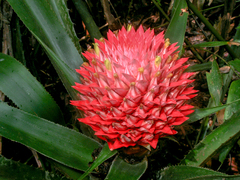 Aechmea fernandae