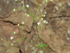 Galium scabrum