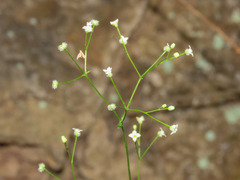 Galium scabrum
