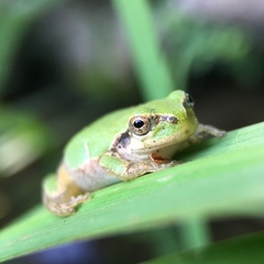 Hyla japonica