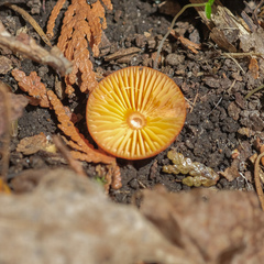 Humidicuteae