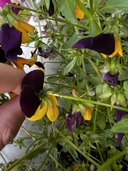 Leptophyes punctatissima